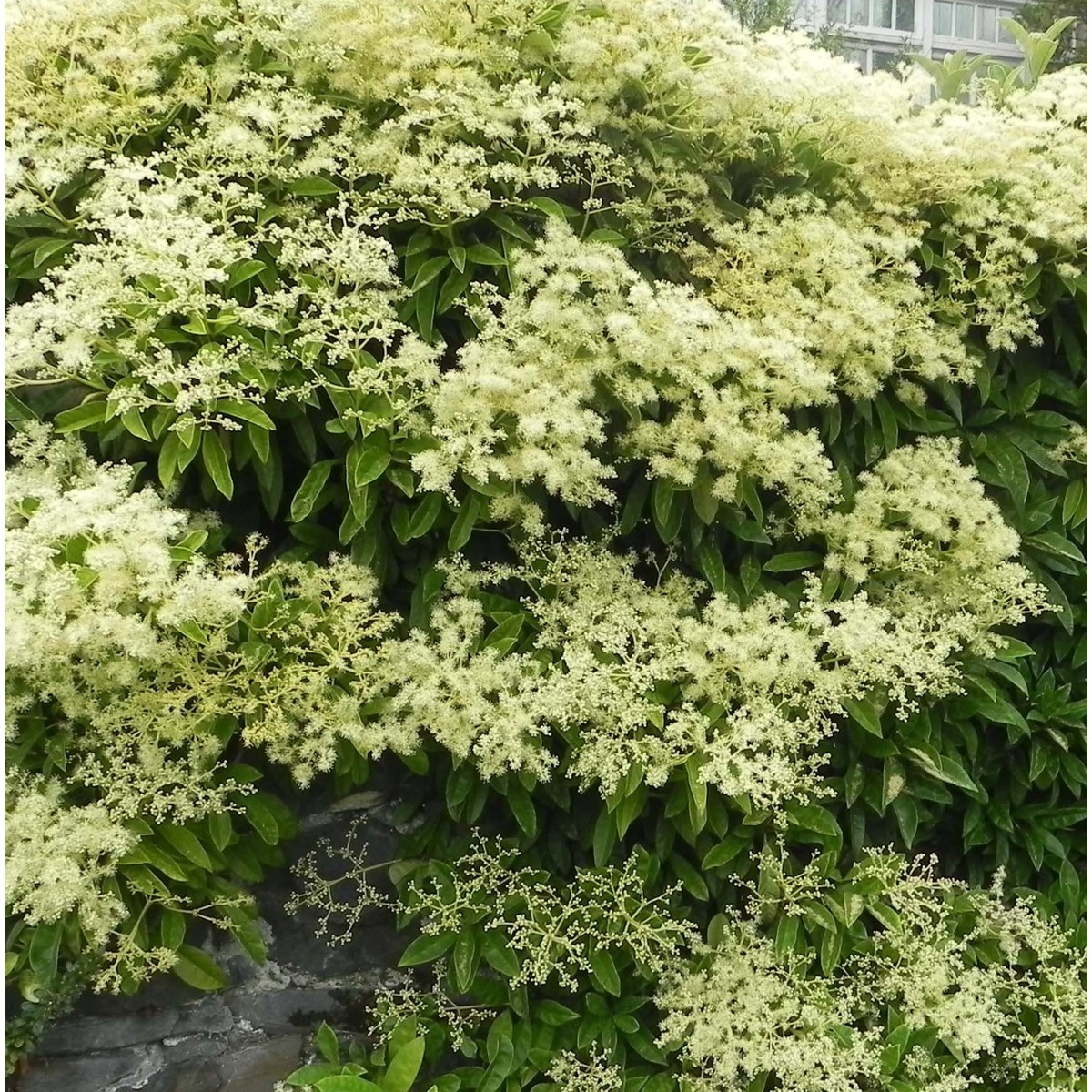 Schilliger Production  Pileostegia viburnoides  P17 40/50