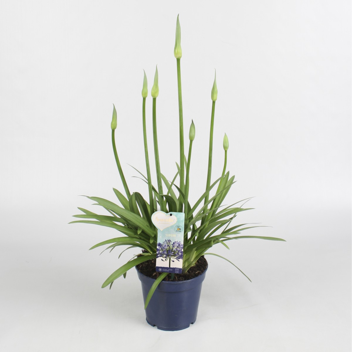   Agapanthus 'Amourette Super Bleu'  Pot 17 cm h50