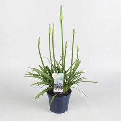   Agapanthus 'Amourette Super Bleu'  Pot 17 cm h50