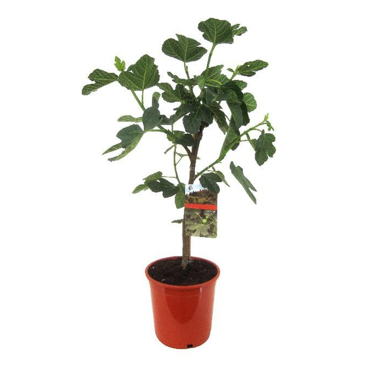   Ficus carica  Pot 21 cm tige 90 cm
