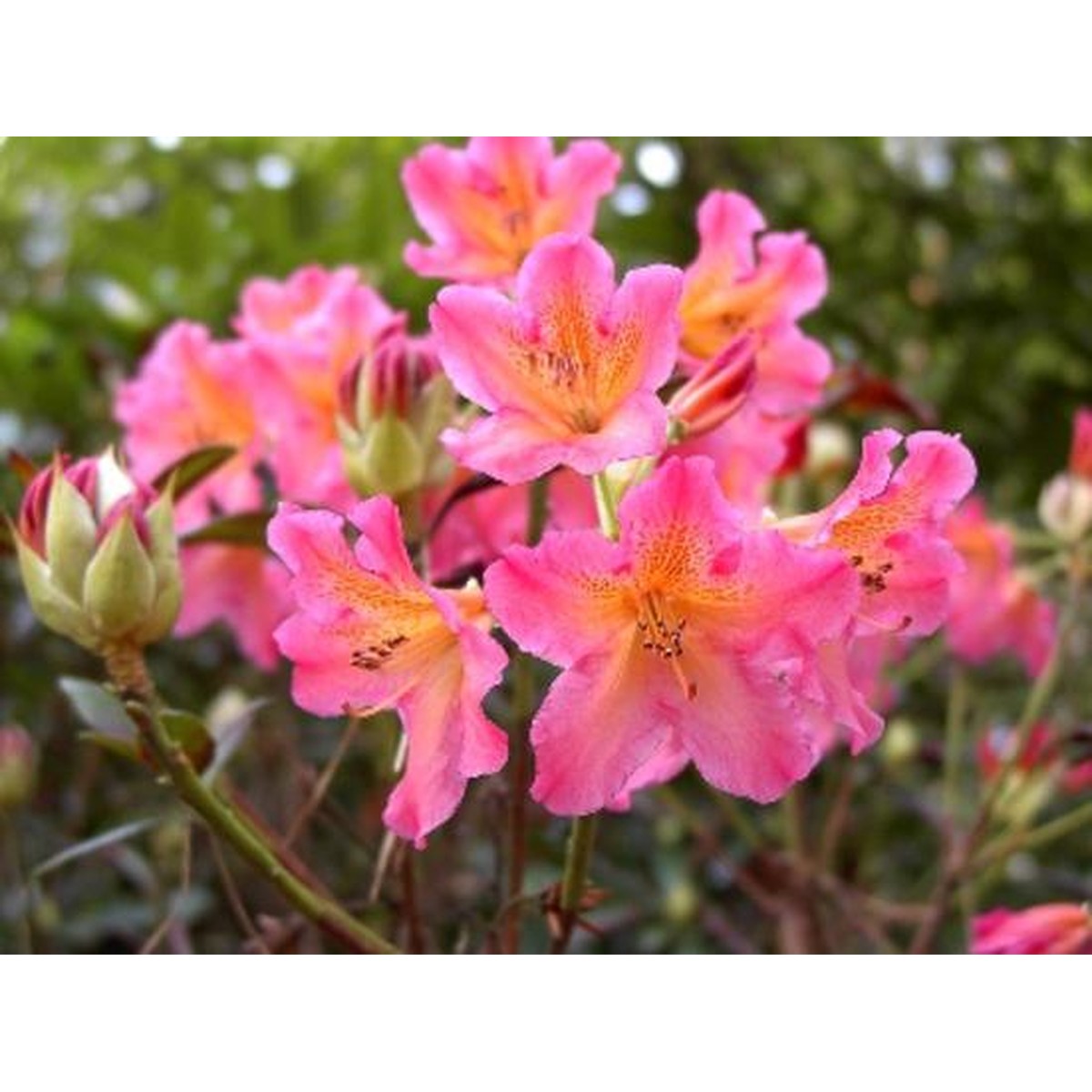   Rhododendron 'Golden Gate'  C5 40/+