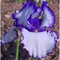 Schilliger Production  Iris germanica 'Jouvenceau'  15 cm