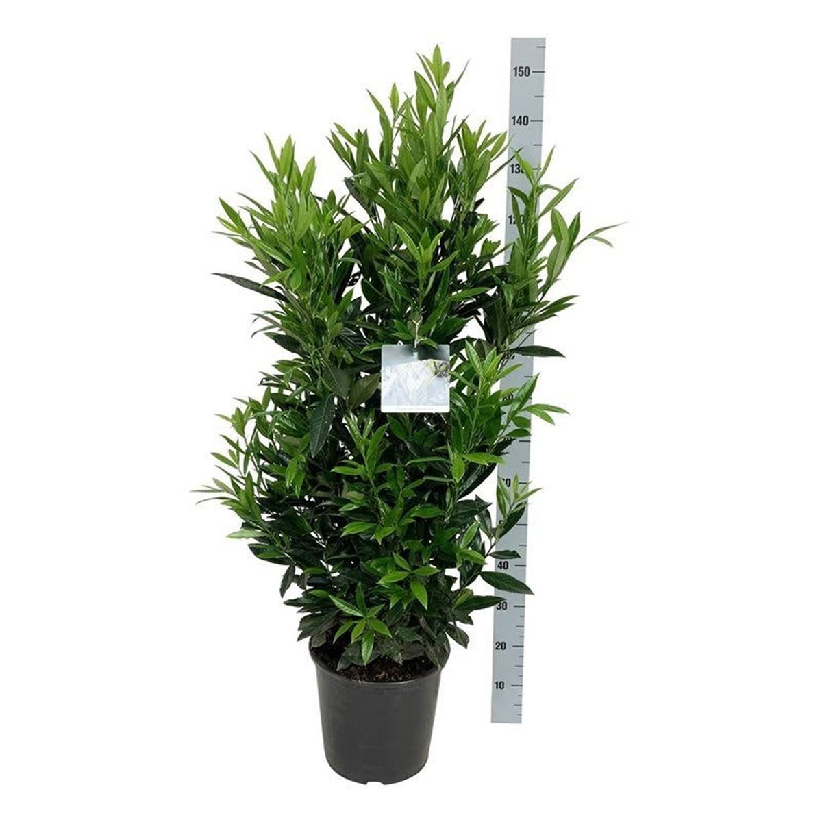 Haies, Prunus laurocerasus 'Renault Ace' Pot 32 cm h145 | Schilliger