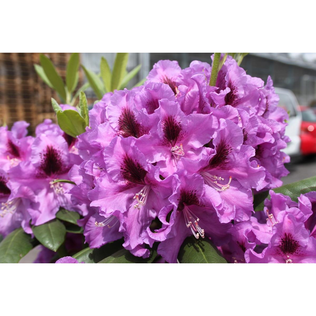 Rododendras Rasputin Rhododendrons, Rhododendron 'Rasputin' C15 70/+ | Schilliger