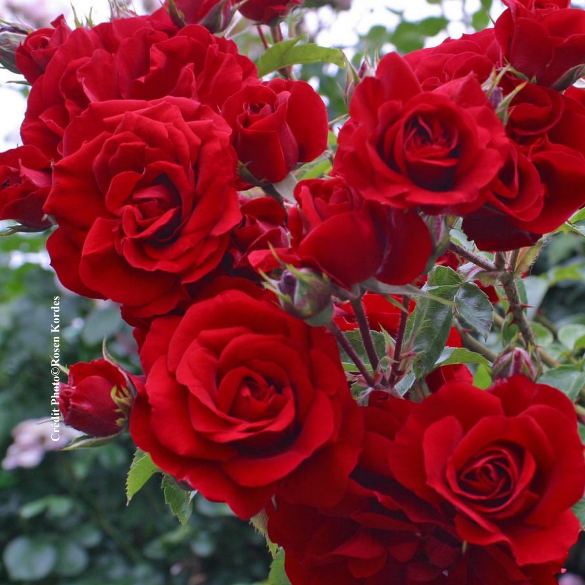 Schilliger Production  Rosier grimpant 'Amadeus'  C6 1 Tuteur