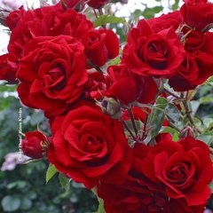 Schilliger Production  Rosier grimpant 'Amadeus'  C6 1 Tuteur