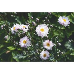 Schilliger Production  Anemone ‘Garden Breeze Pink Touch'  Pot de 19 cm