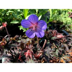 Schilliger Production  Geranium pratense 'Midnight Reiter'  Pot de 15 cm