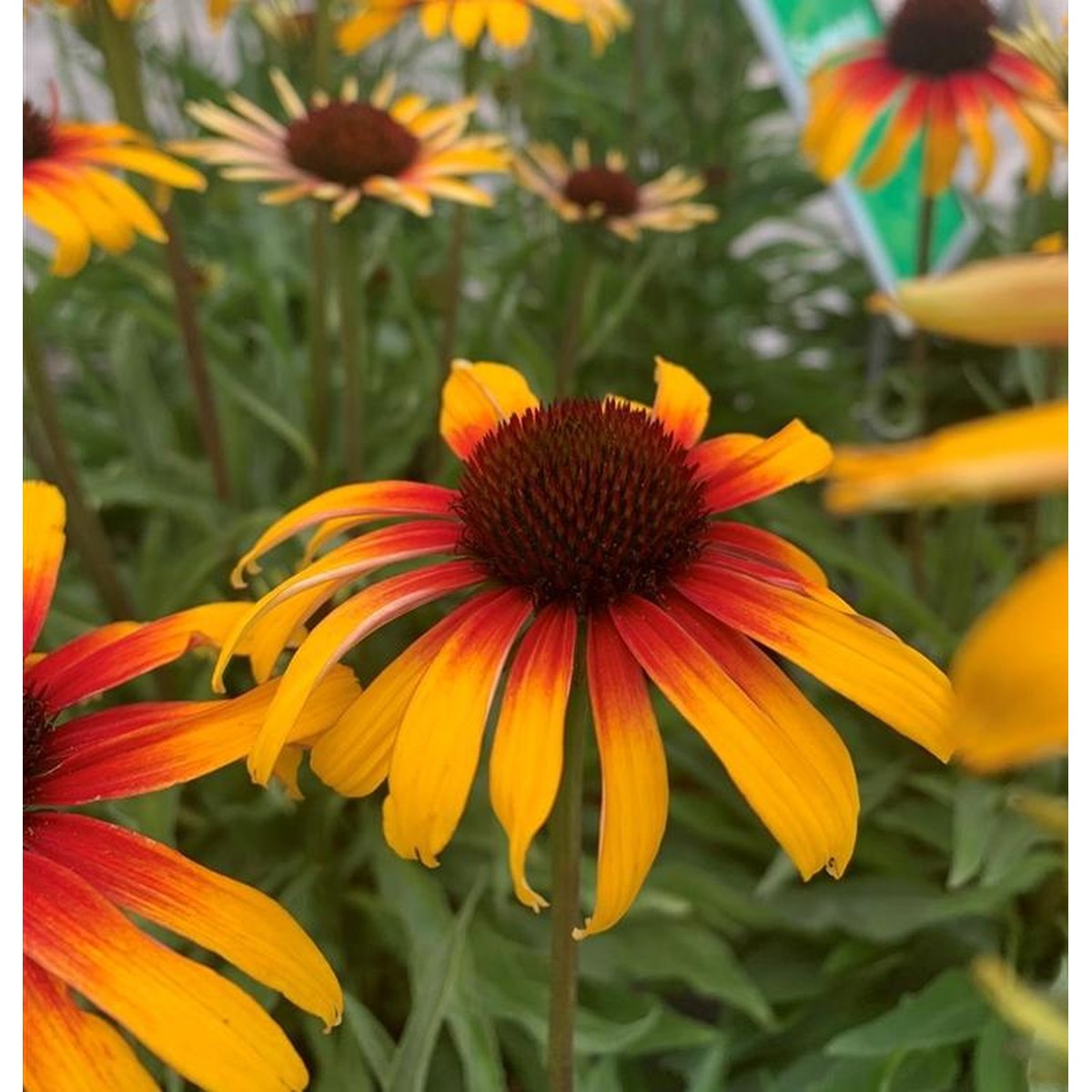 Schilliger Production  Echinacea ‘Parrot’  Pot 15 cm