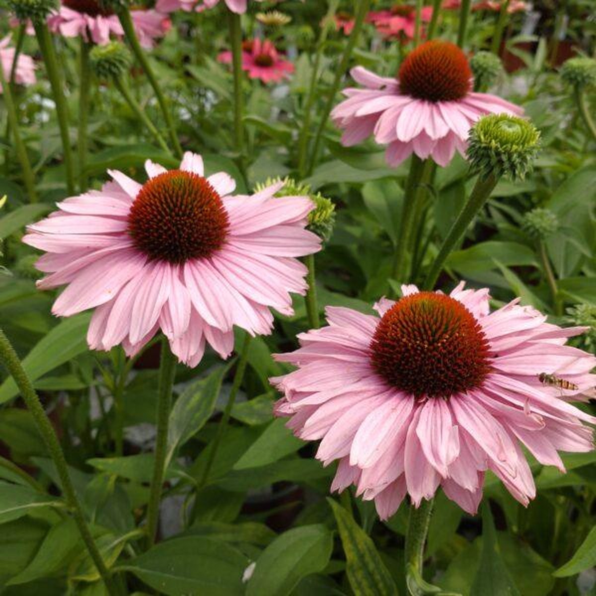 Schilliger Production  Echinacea 'Sunseekers Blush’  Pot de 15 cm