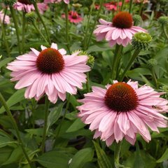 Schilliger Production  Echinacea 'Sunseekers Blush’  Pot de 15 cm
