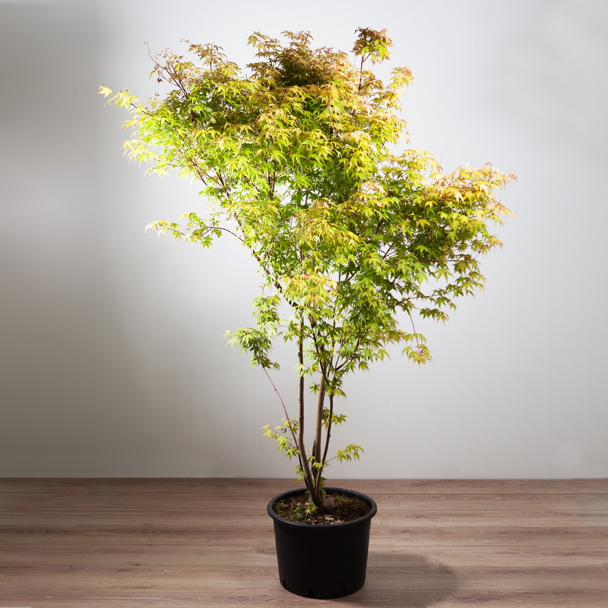   Acer palmatum 'Katsura'  C15 125/150