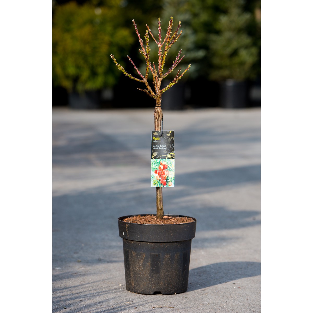   Pêcher 'Nana Bonanza'  C10 TIGE 30