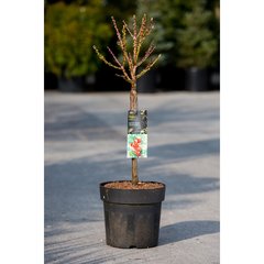   Pêcher 'Nana Bonanza'  C10 TIGE 30