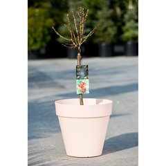   Pêcher 'Nana Bonanza'  C10 TIGE 30