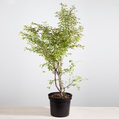   Prunus incisa 'Kojou-no-mai'  C16.5 King-Size