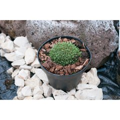   Dianthus lumnitzeri  Pot 12 cm