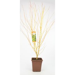   Acer palmatum 'Bi-hoo'  C14 100-125 cm.