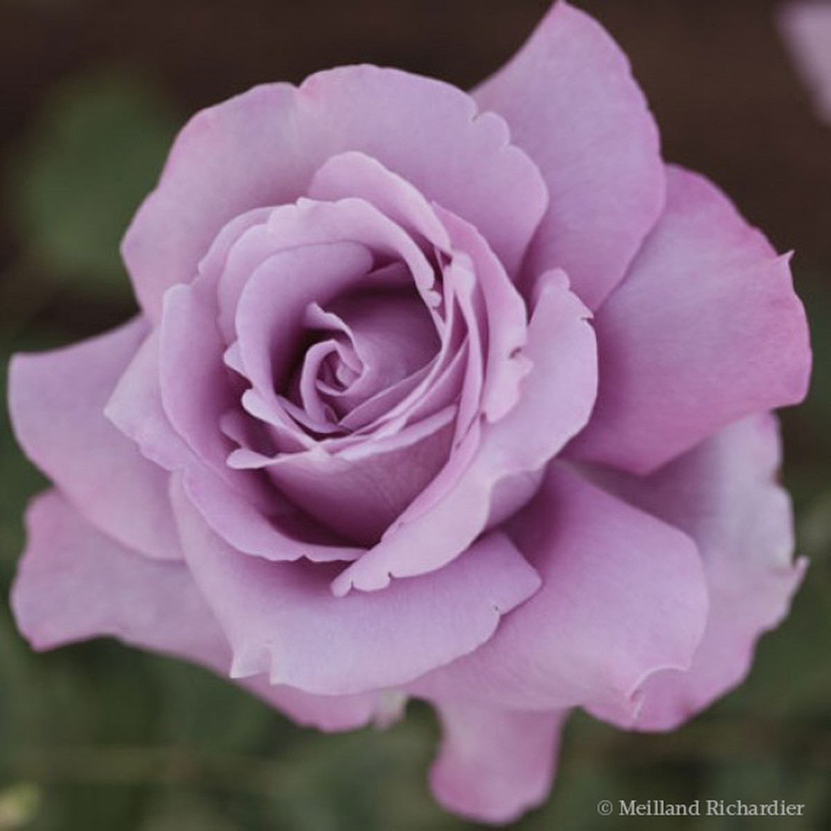 Schilliger Production  Rosier à grandes fleurs 'Charles De Gaulle'  Pot 6 litres