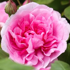 Schilliger Production  Rosier Anglais 'Gertrude Jekyll'  Pot 6 litres