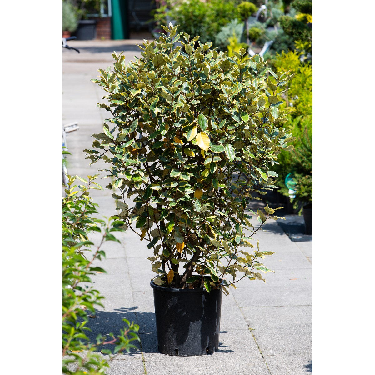   Elaeagnus x ebbingei 'Viveleg'  CLT. 18 100/125