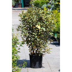   Elaeagnus x ebbingei 'Viveleg'  CLT. 18 100/125