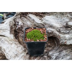   Azorella speciosa  Pot 9 cm
