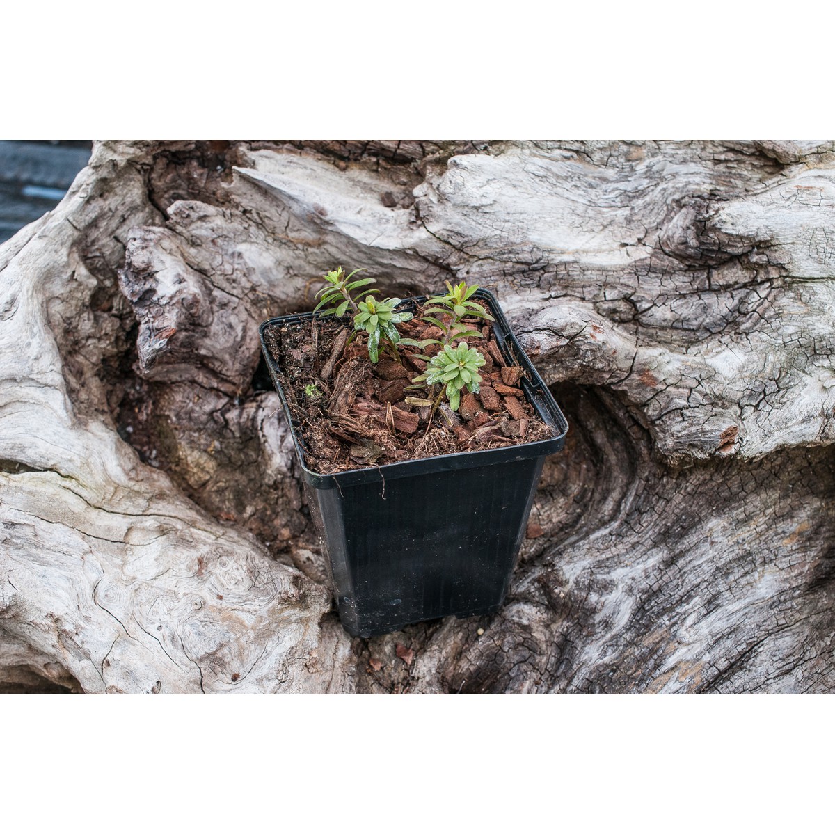   Daphne cneorum  Pot 9 cm