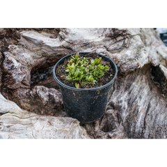   Gentiana verna angulosa  Pot 10.5 cm