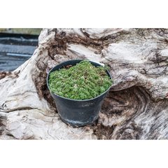   Thymus praecox 'Minor'  Pot 12 cm