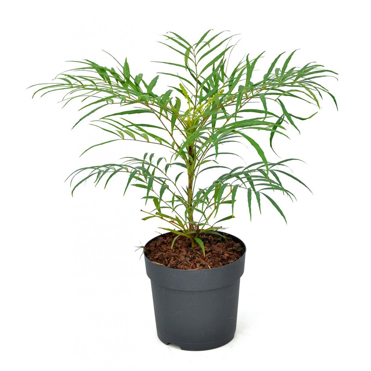   Mahonia eurybracteata 'Soft Caress'®  C3 25-30 cm.