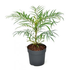   Mahonia eurybracteata 'Soft Caress'®  C3 25-30 cm.