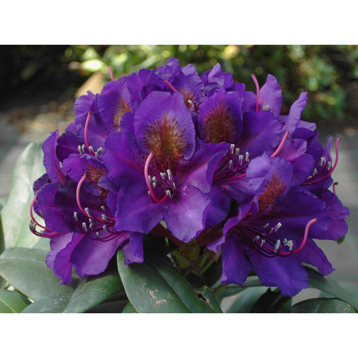   Rhododendron 'Marcel Menard'  C15 60/
