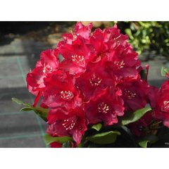   Rhododendron 'Nova Zembla'  C15 70/+