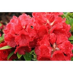   Rhododendron 'Red Jack'  C15 70/+