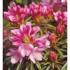   Rhododendron 'Graziella'  