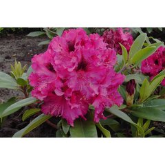  Rhododendron 'Marie Fortier'  C 15 60+
