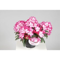   Rhododendron 'XXL'  150+