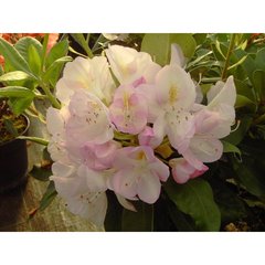   Rhododendron 'Gommer Waterer  C5 40/