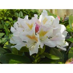   Rhododendron 'Cunningham's White'  C7.5 50/+
