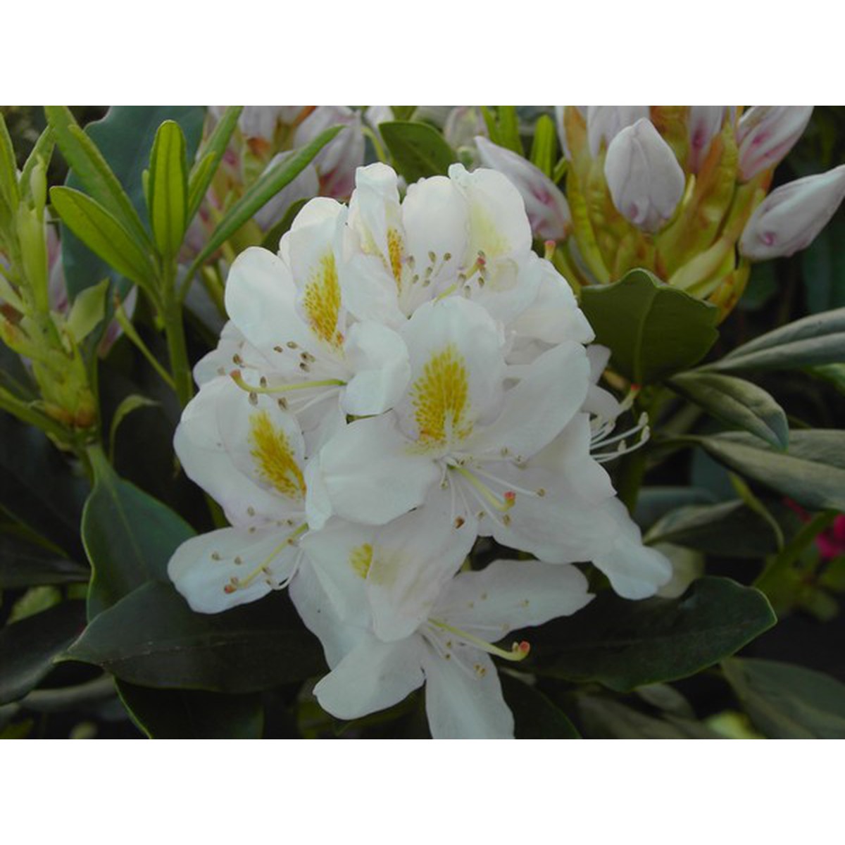   Rhododendron 'Madame Masson'  C7.5 50/+