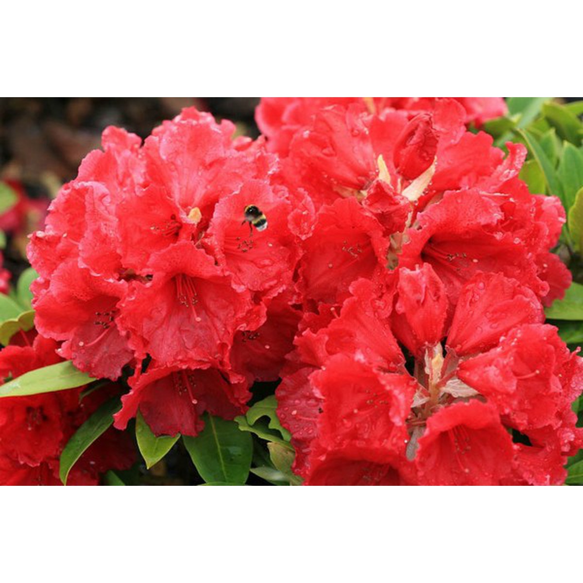   Rhododendron 'Red Jack'  C7.5 50/+