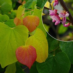   Cercis canadensis 'The Rising Sun'  150-175 C.18