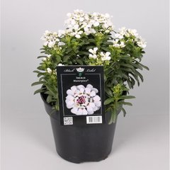   Iberis 'Masterpiece'  Buisson 14