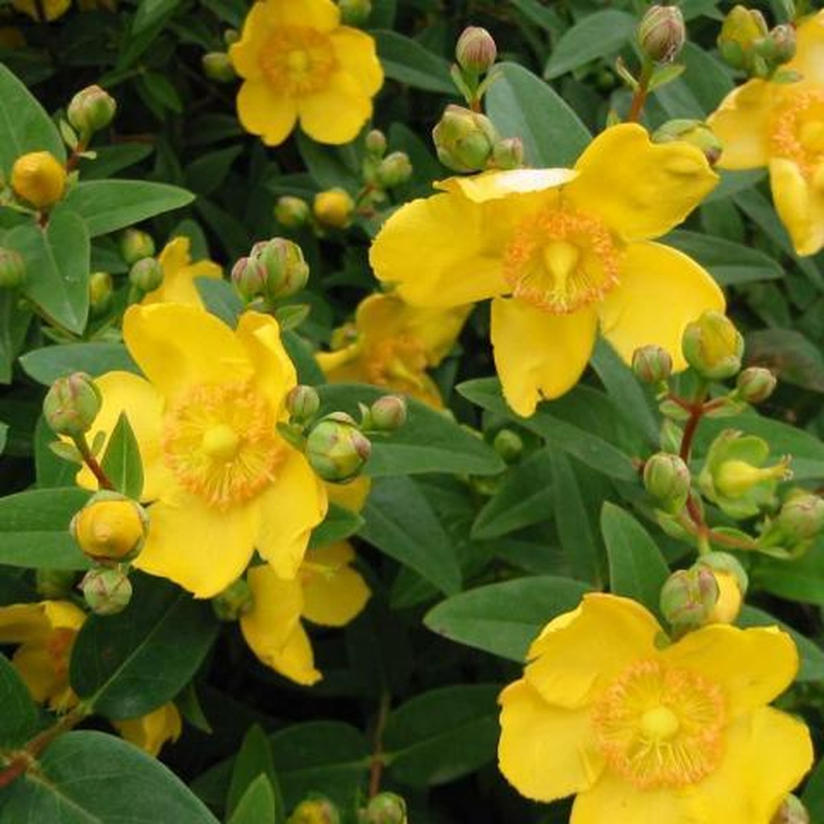   Hypericum 'Hidcote'  C 3L
