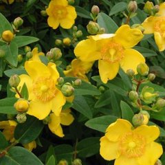   Hypericum 'Hidcote'  C 3L