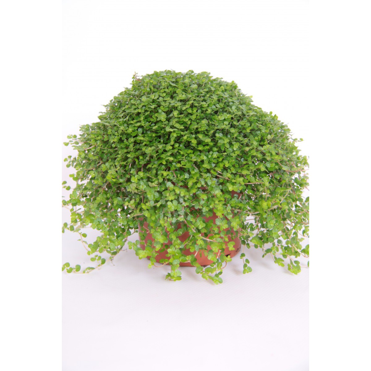   Helexine soleirolii  Pot de 10.5 cm