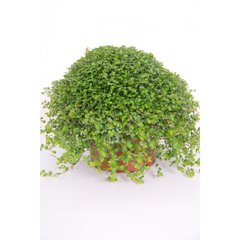   Helexine soleirolii  Pot de 10.5 cm