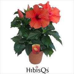   Hibiscus rosa-sinensis  Pot 13 cm