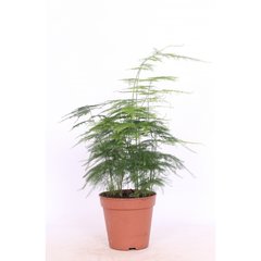   Asparagus setaceus 'Plumosus'  Pot de 13 cm h30